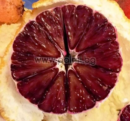 Citrus sinensis 'Taroco Meli', Orange from Botanical Garden - Plovdiv, Bulgaria