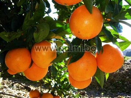 Citrus sinensis 'Newhall V.C.R.', Портокал сорт Нюхол от Палм Център, Ботаническа градина - Пловдив
