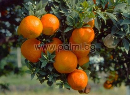 Citrus myrtifolia, Киното, Хиното (Chinoto)