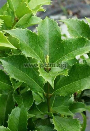 Osmanthus aquifolium, Sweet olive, Holly olive, Tea olive