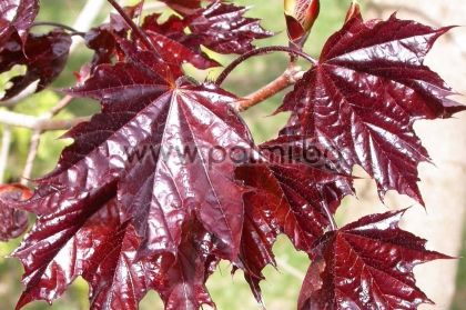Acer platanoides 'Crimson King', Явор с червени листа 