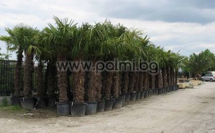 Студоустойчива палма Трахикарпус с около 1.4-1,5 м стъбло