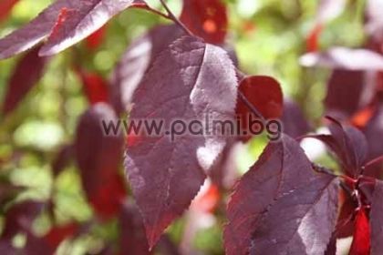 Red leaved Plum