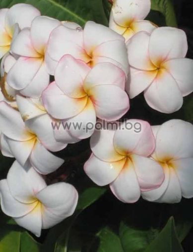 Plumeria rubra cv. Mini White, Плумерия сорт Мини Уайт, Франджипани