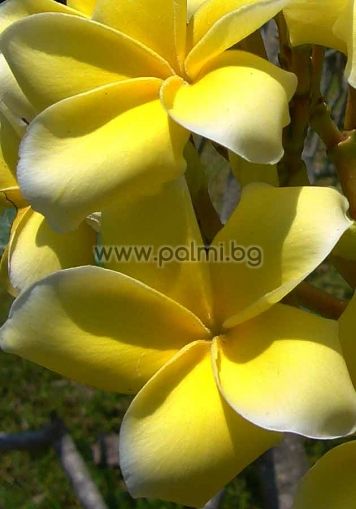 Plumeria rubra cv. Inca Gold, Frangipani 