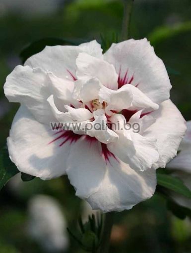 Hibiscus syriacus, Сирийска роза, форма Speciosus