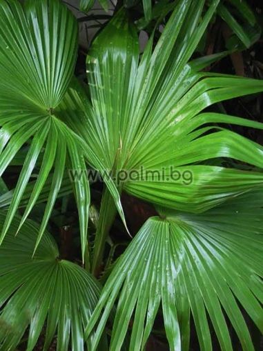 Livistona chinensis, Chinese fan palm