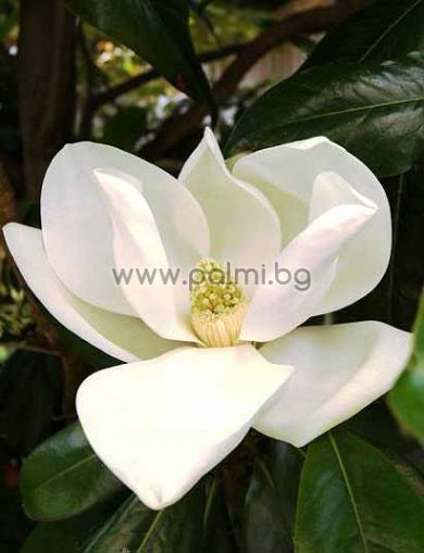 Magnolia grandiflora Gallisoniensis, Evergreen Southern Magnolia