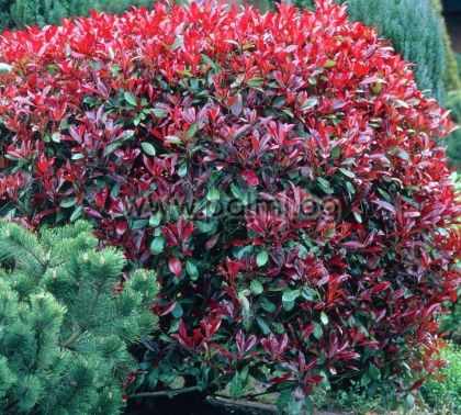 Photinia x fraseri Red Robin compacta, Компактна хибридна Фотиния от разсадник Палм Център на Ботаническа градина - Пловдив 