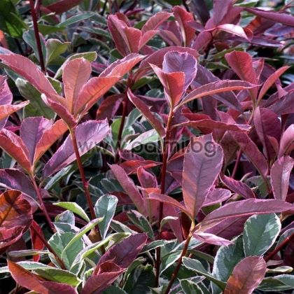 Photinia x fraseri Red Robin variegata, Хибридна Фотиния с пъстри листа от разсадник Палм Център на Ботаническа градина - Пловдив 