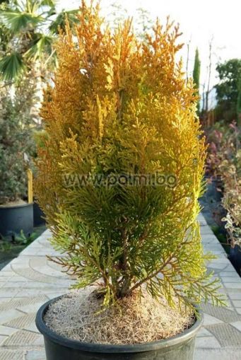 Dwarf Golden Oriental Arborvitae