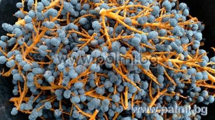 Hybrid Bulgarische Trachycarpus 'Wagnerianus x BG', 100 frische Samen Pack