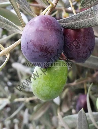 Olea europaea Nikitskiy-1  3 seeds from selected Russian coldhardy olive variety Nikitskiy-1 (Никитский I)  from Botanical Garden - Plovdiv, Bulgaria