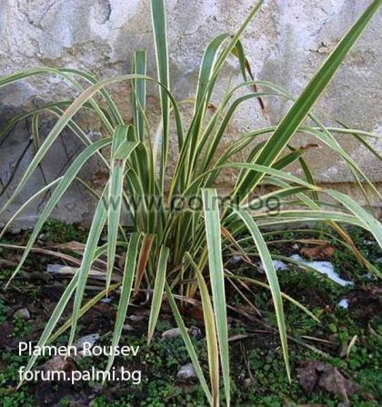 Phormium tenax 'Variegatum', Variegated New Zealand Flax