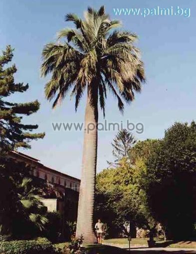 Jubaea chilensis, Чилийска винена палма, Юбея от разсадник Палм Център на Ботаническа градина - Пловдив