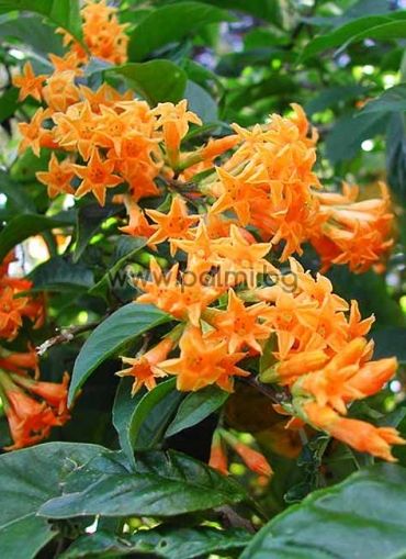 Cestrum aurantiacum, Оранжево нощно цвете, Нощен жасмин, Кралица на нощта от разсадник Палм Център на Ботаническа градина - Пловдив 