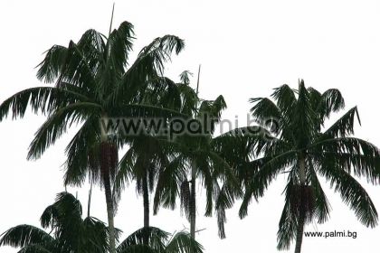 Oncosperma tigillarium, Nibung palm