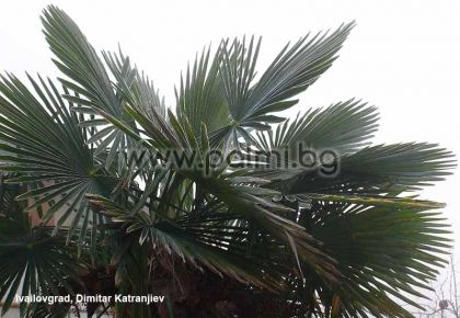 Trachycarpus 'Bulgaria', Легендарните палми Трахикарпус 
