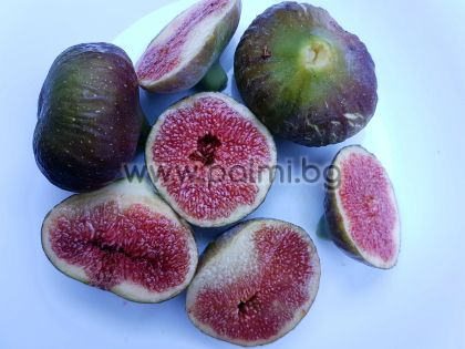 Ficus carica Brogiotto Nero, Fig Brogiotto Nero