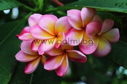 Plumeria rubra cv. Polynesian Sunset,  Frangipani