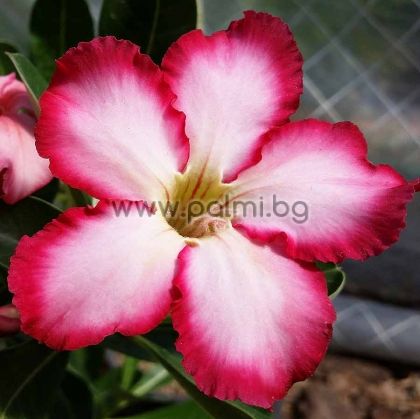 Adenium obesum, Wüstenrose