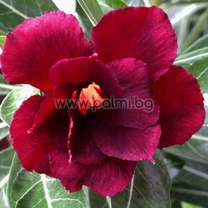 Adenium obesum, Wüstenrose