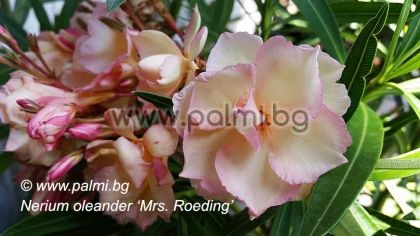 Олеандър, прасковен цвят, сорт Mrs. Roeding