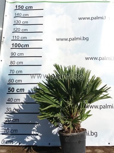 Volcanic Mediterranean Fan Palm, Etna, 20 seeds