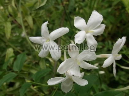 Jasminum officinale