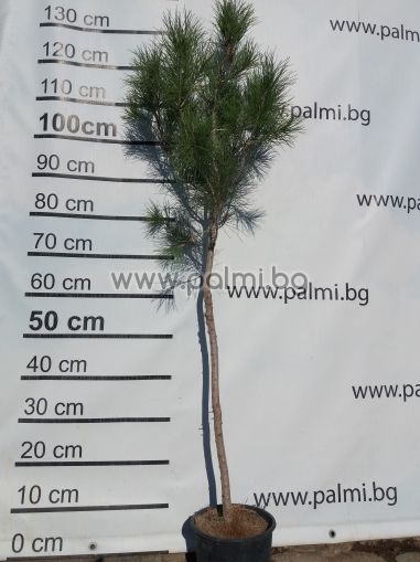 Алепки бор, Pinus halepensis