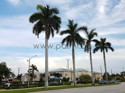 Roystonea regia, Кубинска кралска палма