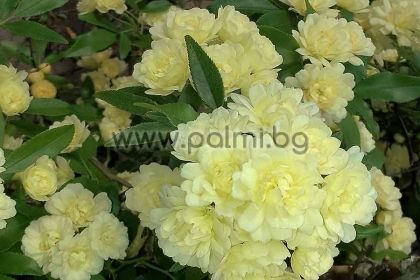 Rosa banksiae Lutea, Yellow Lady Banks Rose