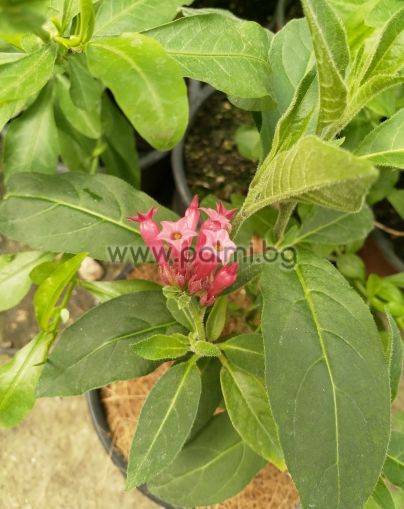 Red cestrum