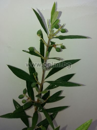 Olivensorte Arbequina