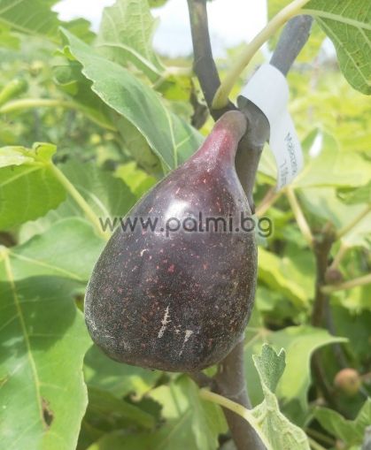 Fig variety Melanzana