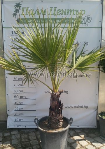 Washington palm, California Fan Palm