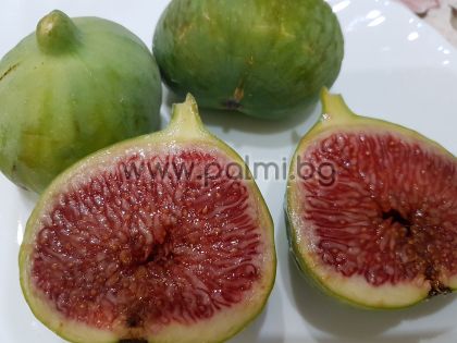 Fig Settimo