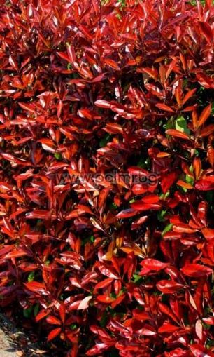 Photinia x fraseri Red Robin, Хибридна Фотиния Ред Робин от разсадник Палм Център на Ботаническа градина - Пловдив 