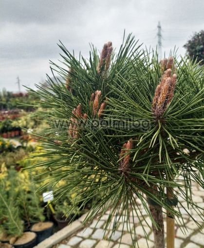  Кълбовиден, Джуджевиден ,Черен Бор, Pinus nigra 'Brepo' ('Pierrick Bregeon') 