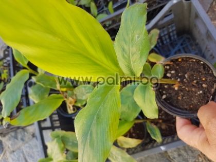 Elettaria cardamomum, Същински Кардамон