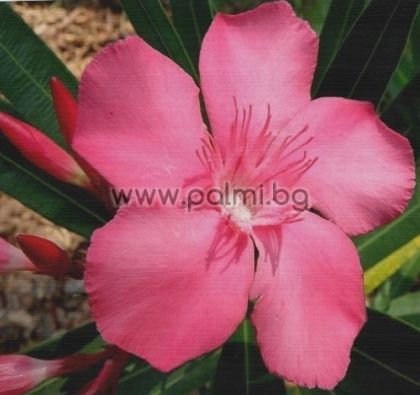 Oleander Pink Beauty