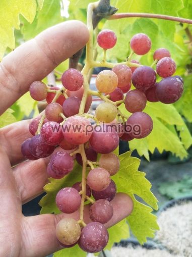 Десертно грозде сорт Flame Seedless
