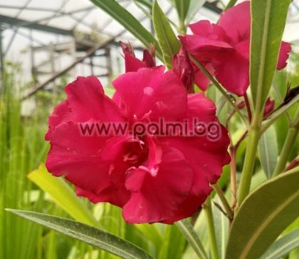 Oleander Bibordo