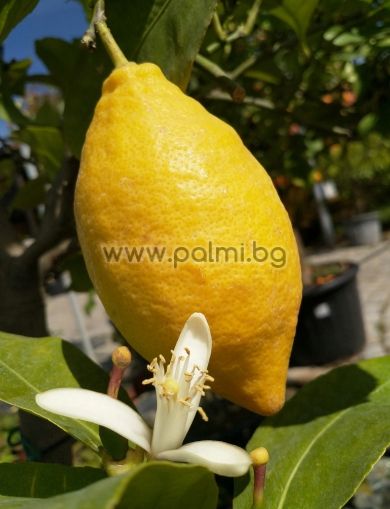Лимон Лунарио на подложка P. Trifoliata
