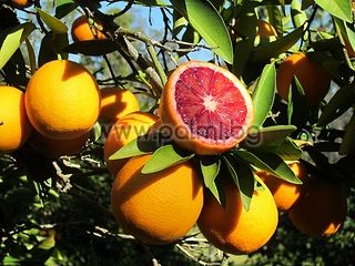 Червен портокал Моро на подложка P. Trifoliata