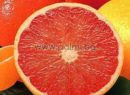 Червен Грейпфрут Стар Руби на подложка P. Trifoliata
