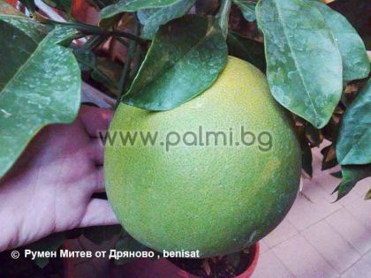 Помело, Шедок на подложка P. Trifoliata