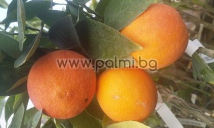 Портокал Вашингтон Навел на подложка P. Trifoliata