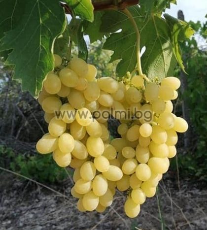 Бяло десертно грозде сорт Афродита