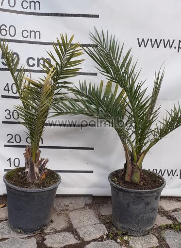 Два броя Канарска финикова палма с подарък 100 гр, тор за Палми
